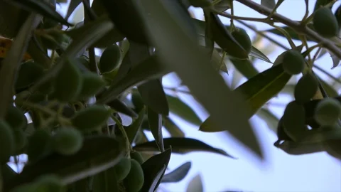 Olives in Olive tree slider shot. green olives and leaves in Mediterranean Stock Footage 91284567