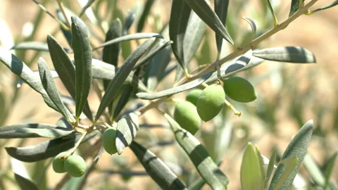 Olives on an olive tree in a sunny summer. Seasonal image. Stock-Footage 136497652