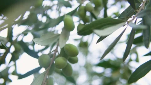 Olives, olive trees, Olive forest Stock Footage 253706133
