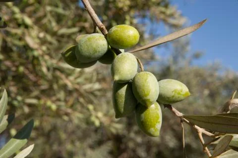 Olives Foto stock