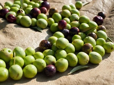 Olives 库存照片
