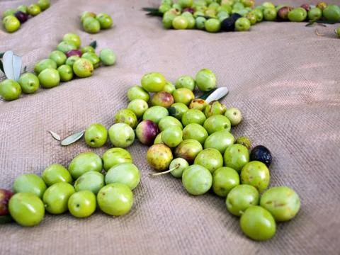 Olives 库存照片