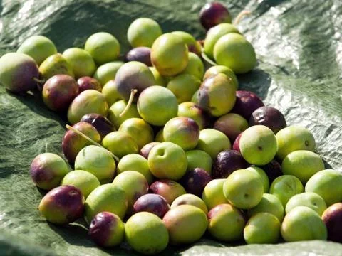 Olives 库存照片