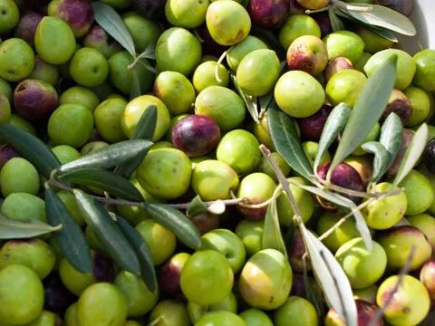 Olives Stock Photos