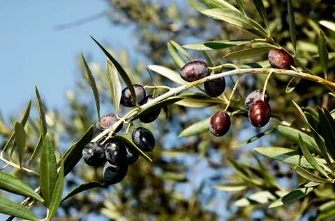 Olives Stock Photos