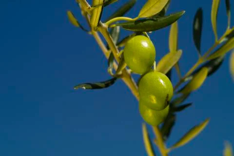 The olives Stock Photos