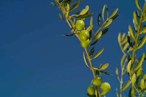 The olives Stock Photos