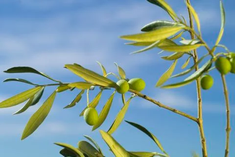 Olives Stock Photos