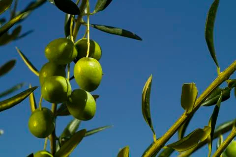 The olives Stock Photos