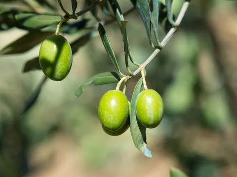 Olives Stock Photos