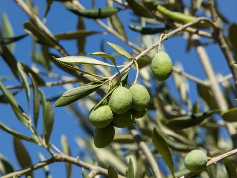 Olives Stock Photos