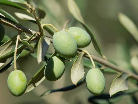 Olives Stock Photos