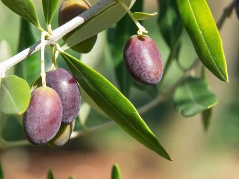 Olives Stock Photos