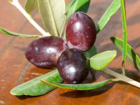 Olives Stock Photos