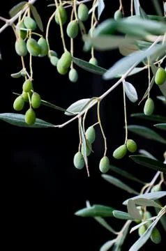 Olives Stock Photos