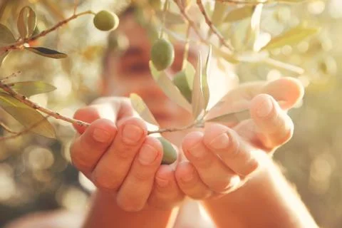 Olives Stock Photos