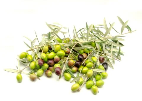 Olives Stock Photos