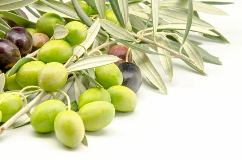 Olives Stock Photos