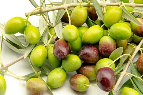 Olives Stock Photos