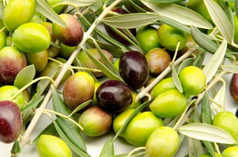 Olives Stock Photos