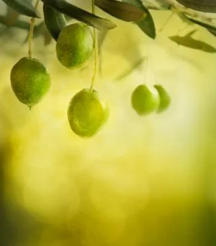 Olives Stock Photos