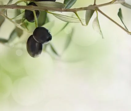 Olives Stock Photos