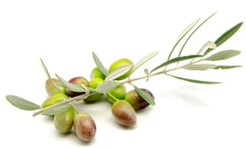Olives Stock Photos