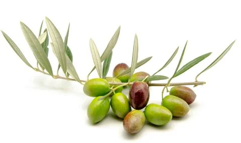Olives Stock Photos