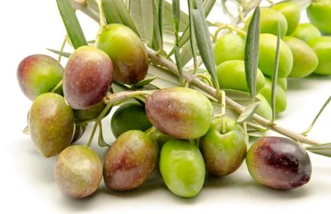 Olives Stock Photos
