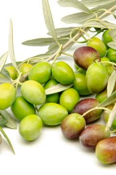Olives Stock Photos