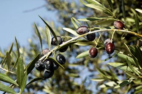 Olives Stock Photos