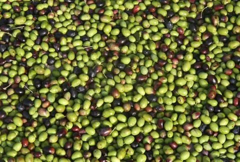 Olives Stock Photos
