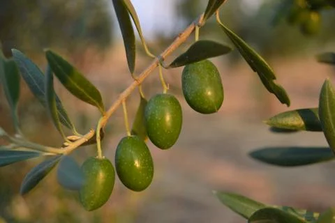 Olives Stock Photos