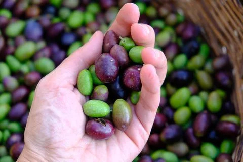 Olives Stock Photos