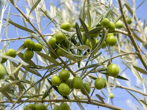 Olives Foto stock
