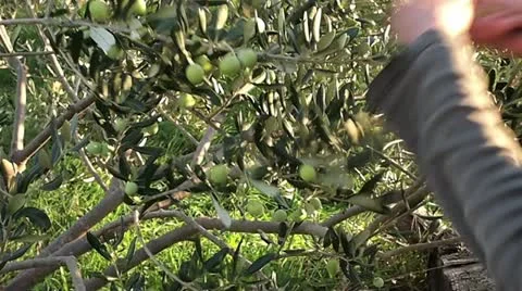 Olives picking Stock Footage 12677511