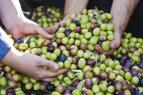 Olives picking in Sicily Stock Photos