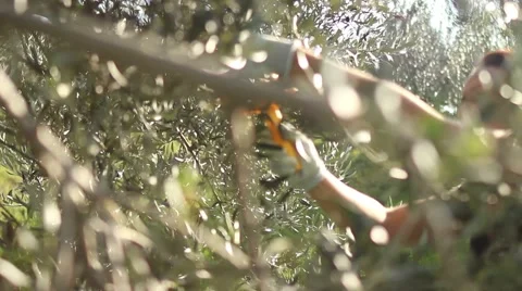 Olives picking from the tree Stock Footage 55877025