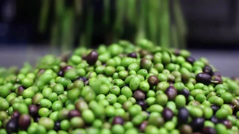 Olives processed in the mill Stock Footage 145102616