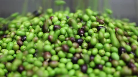 Olives processed in the mill Stock Footage 145102631