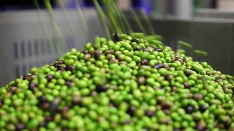 Olives processed in the mill Stock Footage 145102706
