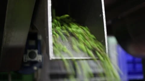 Olives processed in the mill Stock Footage 145166869