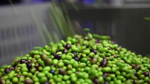 Olives processed in the mill Stock Footage 145166988