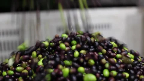 Olives processed in the mill Stock Footage 145167318