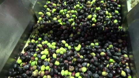 Olives processing in the olive mill Stock Footage 212649204
