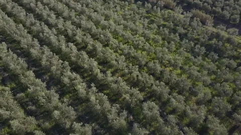 Olives pruning Stock Footage 83169837