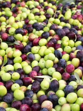 Olives ready to processing 库存照片