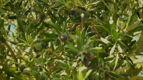 Olives ripen on olive trees. Selective focus. Stock Footage 166443324