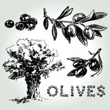 Olives set sketch Stock Illustration