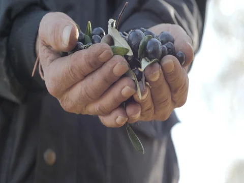 Olives Slip From Hands Stock Footage 84055021
